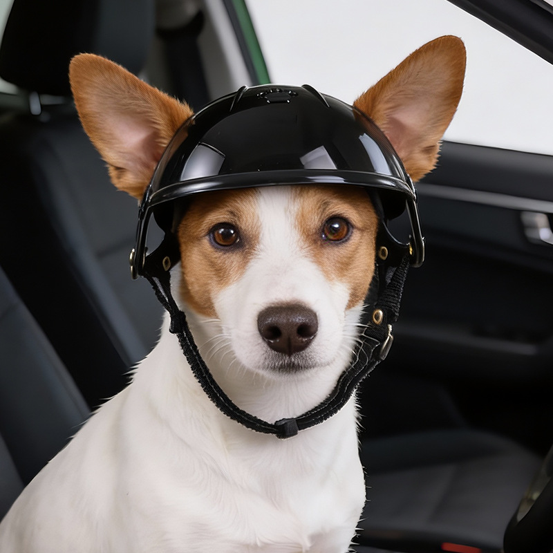 Шлем для собак и кошек: мотоци – обзор и цена Motorcycle Gear Dogs